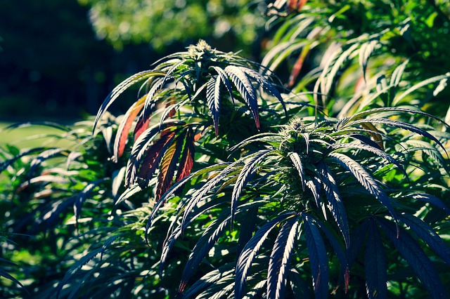 CBD olaj gyógyszertár