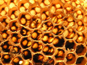 Méhpempő virágpor és méhkenyér vásárlás