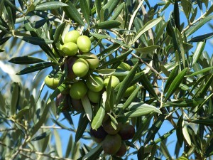 Extra szűz olivaolaj fogyasztása